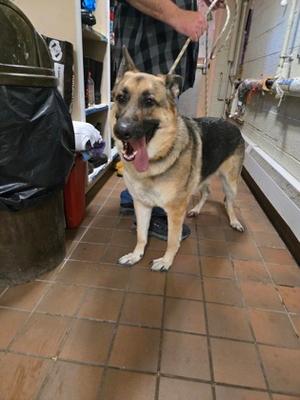 Bear, German Shepherd Dog Mix, adult, available for adoption