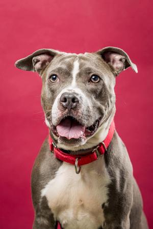 Davey Jones, Terrier Mix, adult, available for adoption