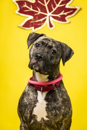 A brindle dog with a white chest wearing a red collar, sitting in front of a yellow background with a red maple leaf above its head.