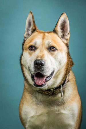 A close-up of a dog with a light brown and white coat, standing against a blue background. The dog has pointed ears, a black nose, and a happy expression with its mouth open, showing its tongue. It is wearing a collar.