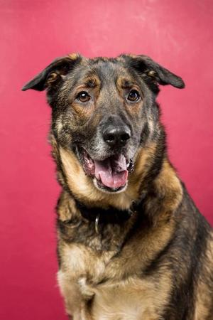 Brooklyn, German Shepherd Dog Mix, adult, available for adoption