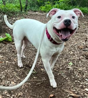 Bogey, Pit Bull Terrier Mix, adult, available for adoption