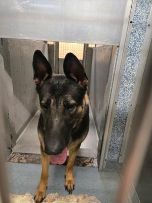 A German Shepherd dog standing in a kennel, looking directly at the camera with its tongue out.
