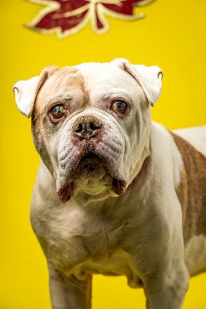 Brutus, Bulldog Mix, senior, available for adoption