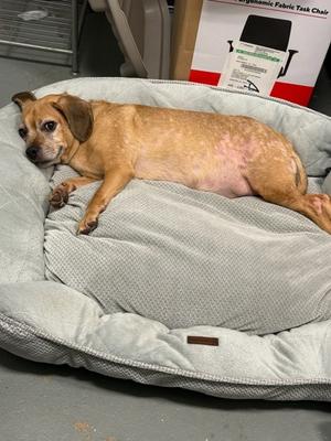 Astronaut, Beagle Mix, adult, available for adoption