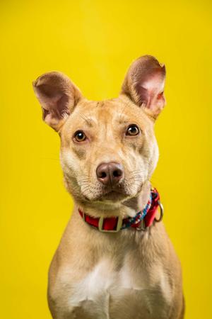 A light brown dog with a red collar against a yellow background