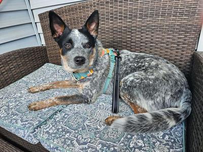 A blue heeler dog with a teal and yellow collar and harness is lying on a brown wicker chair with a patterned cushion.