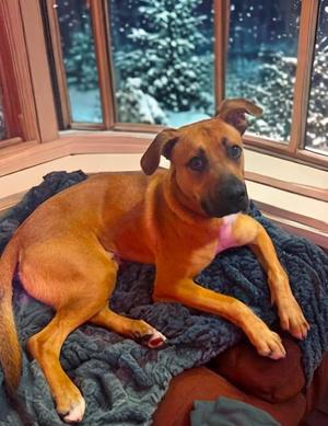 Scooby, Black Mouth Cur, young, available for adoption