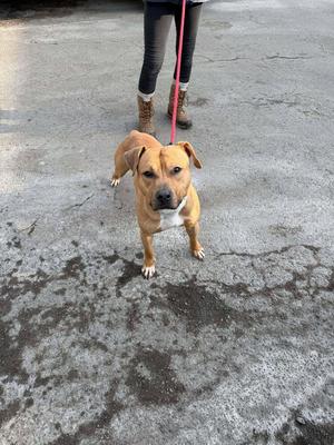 a dog on a leash
