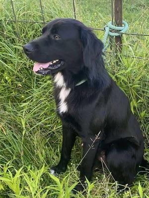 Bart, Flat-Coated Retriever, adult, available for adoption