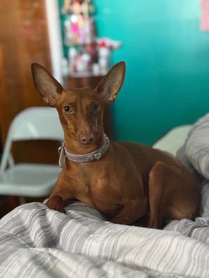 Molly, Miniature Pinscher / Doberman Pinscher, adult, available for adoption