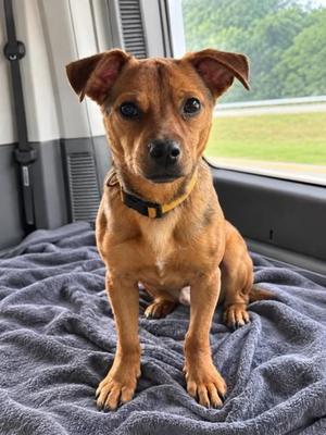 Junior, Mixed Breed, young, available for adoption