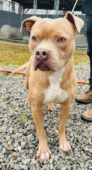 Beetle, Staffordshire Bull Terrier, young, available for adoption