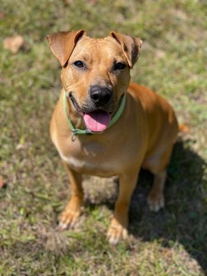 Sheila, Black Mouth Cur, adult, available for adoption