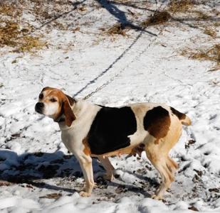 Peaches, Hound (Unknown Type), adult, available for adoption