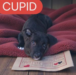 Cupid, Jack Russell Terrier / Maltese, puppy, available for adoption