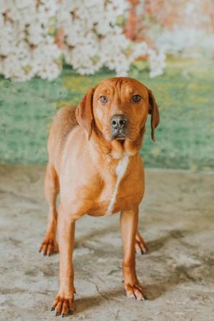 Hank, Rhodesian Ridgeback, young, available for adoption