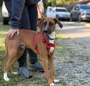 Fred, Hound (Unknown Type), puppy, available for adoption