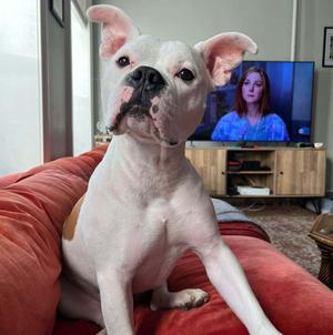 Jimmy, Pit Bull Terrier, adult, available for adoption