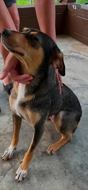 Dolly, Mixed Breed, young, available for adoption