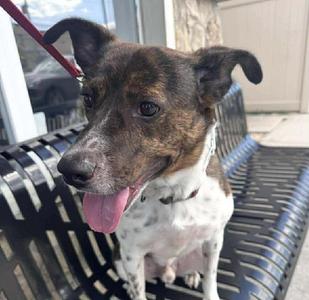 Coquito, Terriers (Medium) / Pointer, adult, available for adoption
