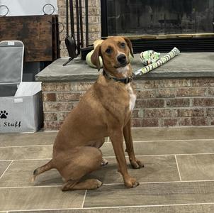 Garbanzo Bean now Barbie, Mixed Breed, available for adoption