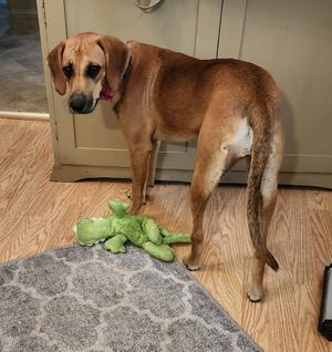 A brown dog standing on a wooden floor next to a green toy, with a gray rug in the foreground.