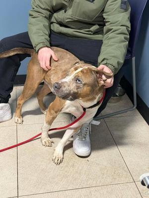 Rune, Pit Bull Terrier, adult, available for adoption