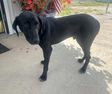Nico, Labrador Retriever, adult, available for adoption