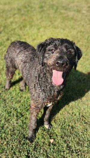 Caesar, Poodle (Standard), adult, available for adoption