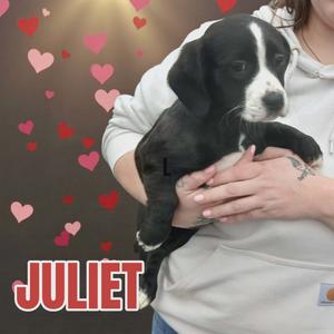Juliet puppy, Jack Russell Terrier / Maltese, puppy, available for adoption