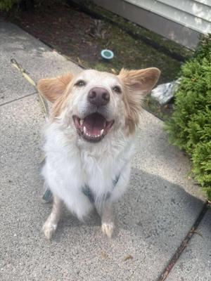 Antonio, Border Collie, adult, available for adoption