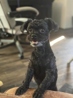 Bella the mini poodle, Poodle (Miniature), adult, available for adoption