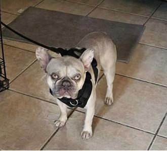 A light-colored French bulldog wearing a black harness stands on a tiled floor, looking up at the camera.