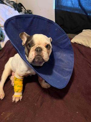 CLOE, French Bulldog, available for adoption