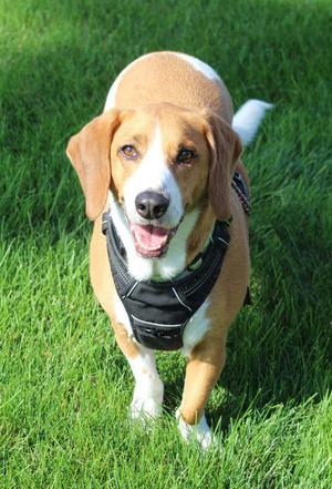 Baylee, Basset Hound / Vizsla, adult, available for adoption