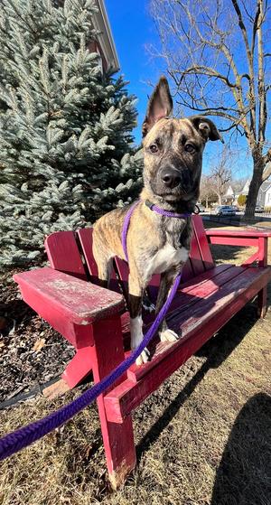 Hazel, Shepherds (All Types) / Husky, young, available for adoption