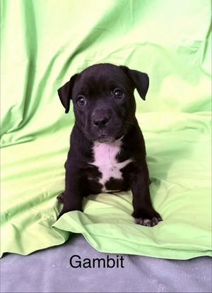 A black puppy with a white chest sitting on a green blanket. The name "Gambit" is written below the puppy.