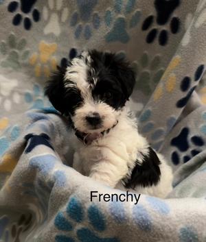 Frenchie (purple), Poodle (Toy or Tea Cup) / Havanese, puppy, available for adoption
