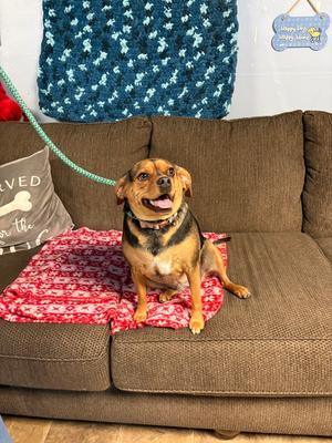 Indy Rose, Beagle / Cavalier King Charles Spaniel, young, available for adoption