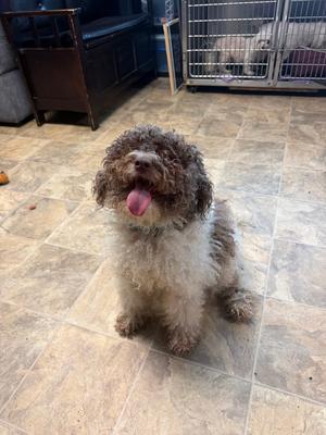 Matayo (f/k/a King), Labrador Retriever / Poodle (Miniature), adult, available for adoption