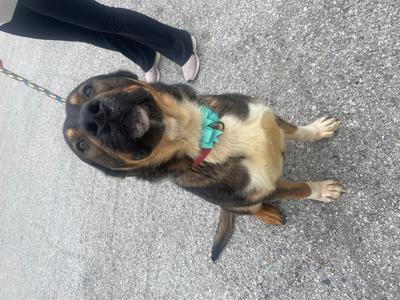 Marlowe, Rottweiler / German Shepherd Dog, young, available for adoption