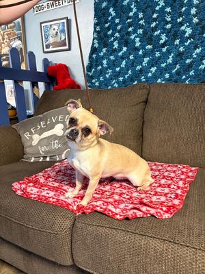 Carrie Ann (f/k/a Hannah), Chihuahua / Pug, young, available for adoption