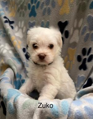 Zuko (lt blue), Poodle (Toy or Tea Cup) / Havanese, puppy, available for adoption