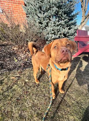 Rip, Shar Pei / Pit Bull Terrier, adult, available for adoption