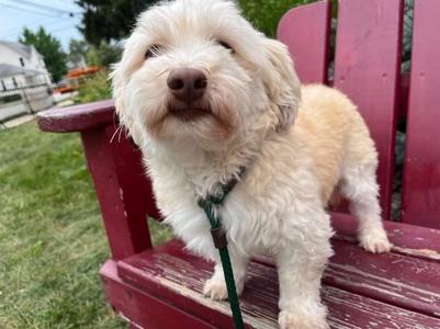 Honey (f/k/a Tierra), Havanese, adult, available for adoption