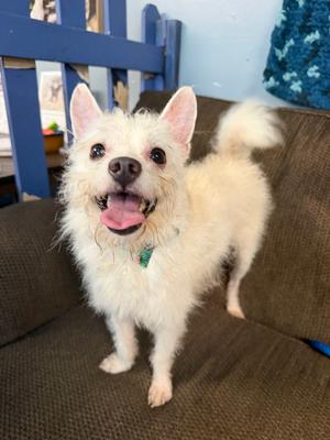 McChicken, Yorkie, Yorkshire Terrie, young, available for adoption