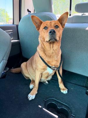 Roux (f/k/a Trixie), Cattle Dog / Unknown, puppy, available for adoption