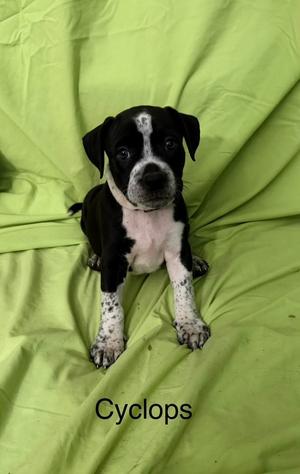 Cyclops (red), American Staffordshire Terrier / Pit Bull Terrier, puppy, available for adoption