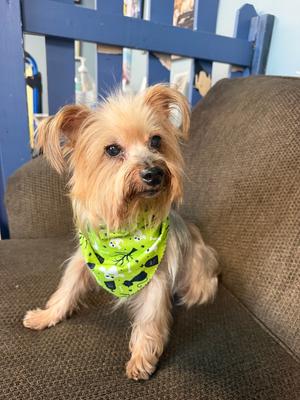 Mr Krabs, Yorkie, Yorkshire Terrie, adult, available for adoption